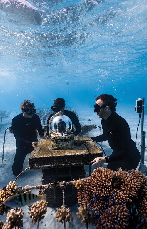 Versace Supports Coral Gardeners